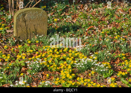 Winter Aconites und Schneeglöckchen in einem Kirchhof Stockfoto