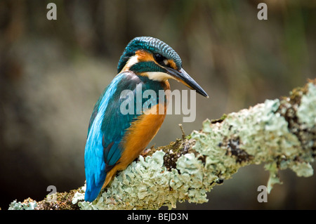 Gemeinsamen Eisvogel (Alcedo Atthis) weiblich thront auf Zweig in Flechten über Fluss im Wald bedeckt ist auf der Suche nach Fischen jagen Stockfoto