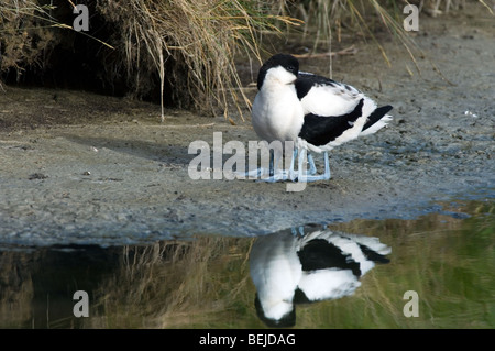 Trauerschnäpper Säbelschnäbler (Recurvirostra Avosetta) mit Küken versteckt unter Federn ruhend am Ufer Stockfoto