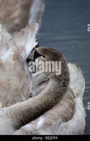 Juvenile Cygnet seine Federn putzen Stockfoto