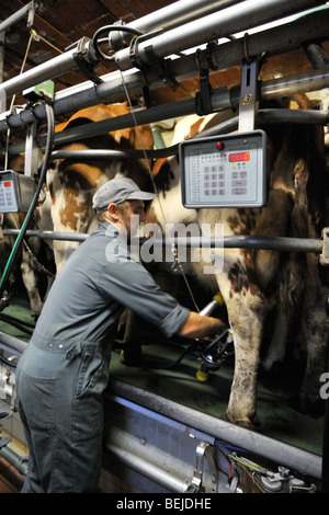 Melker automatische Melkmaschine im Melkstand im Milchviehbetrieb Euter der Kuh (Bos Taurus) zuweisen Stockfoto