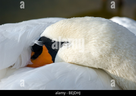 Nahaufnahme der Höckerschwan (Cygnus Olor) schlafen mit Kopf versteckt unter Flügelfedern Stockfoto