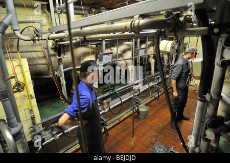 Melker und Kühe (Bos Taurus) mit Euter befestigt an automatische Melkmaschine im Melkstand im Milchviehbetrieb Stockfoto