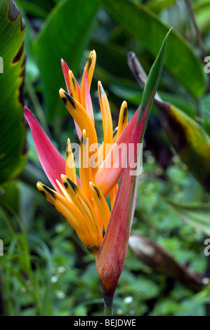 Papagei den Schnabel / Sittich Blume (Heliconia Psittacorum) im Nebelwald, Costa Rica Stockfoto