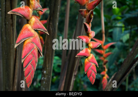 Heliconia Pogonantha in Blüte im Nebelwald, Costa Rica Stockfoto