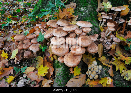 Dunkler Hallimasch (Armillaria Solidipes / Armillaria Ostoyae) wächst im Cluster auf Baumstamm im herbstlichen Wald Stockfoto