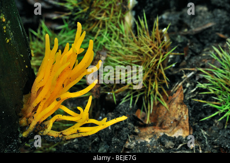 Gelbe Stagshorn / gelb Geweih Pilz (Calocera Viscosa) auf Baumstumpf im Wald Stockfoto