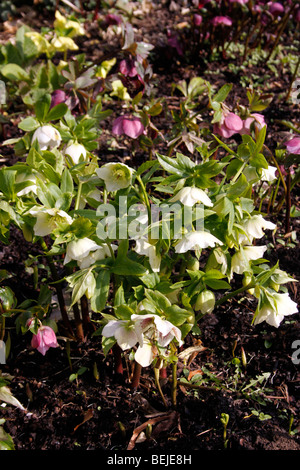 HELLEBORUS ORIENTALIS. NIESWURZ FASTENZEIT ROSE. Stockfoto