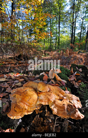 Riesige Polypore Halterung Pilz / schwarz-Färbung Polypore (Meripilus Giganteus / Polyporus Giganteus) auf Baumstumpf Stockfoto