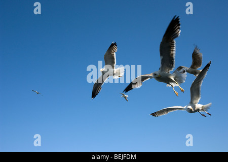 Herde von Europäische Silbermöwen (Larus Argentatus) im Flug gegen blauen Himmel Stockfoto