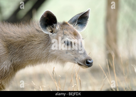 Juvenile Sambar-Hirsch Stockfoto