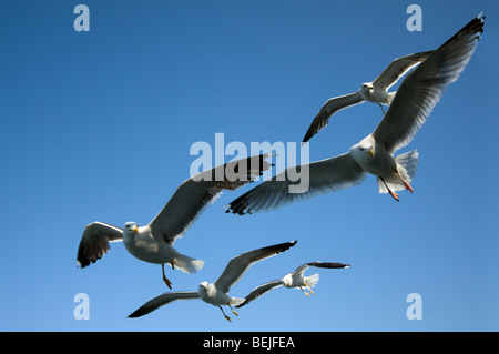 Herde von Europäische Silbermöwen (Larus Argentatus) im Flug gegen blauen Himmel Stockfoto