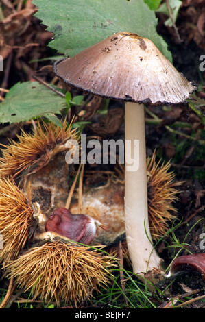 Gemeinsamen Tinte GAP / gemeinsame Inkcap / Inky Kappe (Coprinopsis Atramentaria / Coprinus Atramentarius) Stockfoto