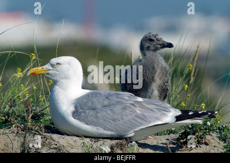 Europäische Silbermöwe (Larus Argentatus) mit Küken in den Dünen an der Nordseeküste Stockfoto