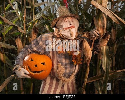 Führerschein erhältlich unter MaximImages.com - Scarecrow schleicht sich durch ein Maisfeld mit einem gestohlenen Kürbis unter seinem Arm. Halloween-Thema. Stockfoto