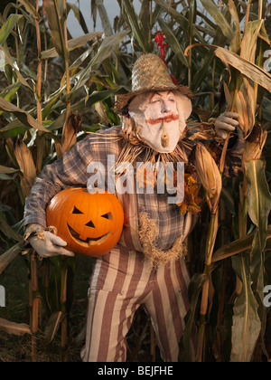 Führerschein erhältlich unter MaximImages.com - Scarecrow schleicht sich durch ein Maisfeld mit einem gestohlenen Kürbis unter seinem Arm. Halloween-Thema. Stockfoto