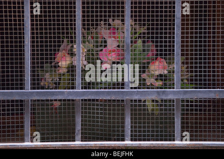 Plastikblumen in einer Schüssel hinter einem Fenstergrill in der Gasse. Venedig, Italien 2009 2000er Jahre HOMER SYKES Stockfoto