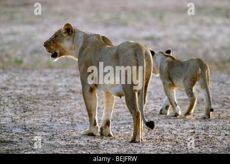 Löwin zu Fuß entfernt mit Cub (Panthera Leo) in die Kalahari, Kgalagadi Transfrontier Park, Südafrika Stockfoto