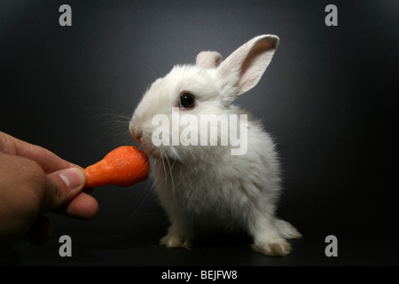 Ausschnitt aus einem weißen Kaninchen gefüttert eine Möhre auf schwarzem Hintergrund Stockfoto