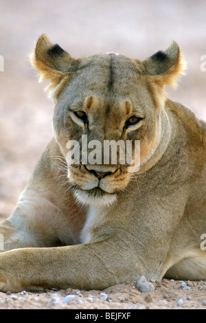 Porträt der Löwin (Panthera Leo) ruht in der Kalahari-Wüste, Kgalagadi Tranfrontier Park, Südafrika hautnah Stockfoto