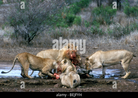 Stolz der afrikanischen Löwen (Panthera Leo) verschlingt Burchell Zebra (Equus Quagga) am Wasserloch, Krüger Nationalpark, Südafrika Stockfoto