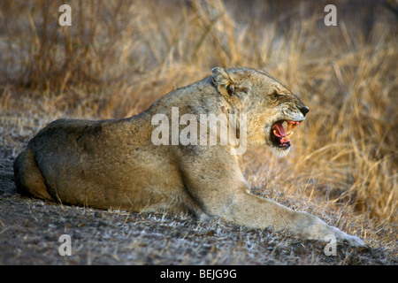 Knurren weiblichen Löwe (Panthera Leo) mit gebrochenen Fang, Krüger Nationalpark, Südafrika Stockfoto