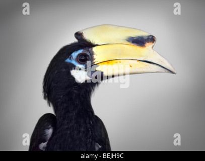 Großes Hornbill Buceros Bicornis aka größeren indischen Hornbill, große Pied Hornbill und zwei Hörnern Calao Stockfoto