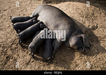 Große schwarze Stammbaum Sau Schwein, auch bekannt als eine Cornish schwarz, Spanferkel ihren Wurf Ferkel. VEREINIGTES KÖNIGREICH. Stockfoto