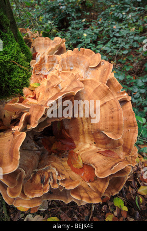 Riesige Polypore Halterung Pilz / schwarz-Färbung Polypore (Meripilus Giganteus / Polyporus Giganteus) auf Baumstamm Stockfoto