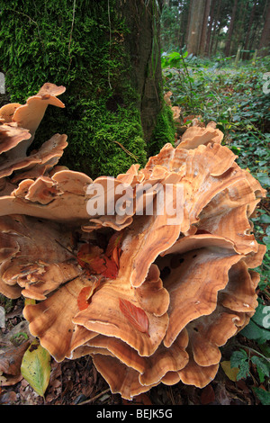 Riesige Polypore Halterung Pilz / schwarz-Färbung Polypore (Meripilus Giganteus / Polyporus Giganteus) auf Baumstamm Stockfoto