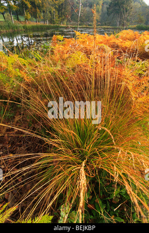 Lila moor Grass (Molinia Caerulea) und Adlerfarn Farn (Pteridium Aquilinum) in Herbstfarben Stockfoto