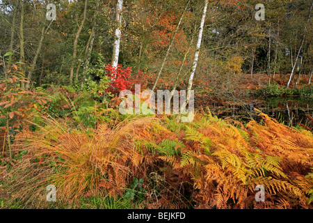 Lila moor Grass (Molinia Caerulea) und Adlerfarn Farn (Pteridium Aquilinum) in Herbstfarben Stockfoto