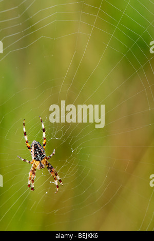 Gartenkreuzspinne (Araneus Diadematus) im Web, Belgien Stockfoto