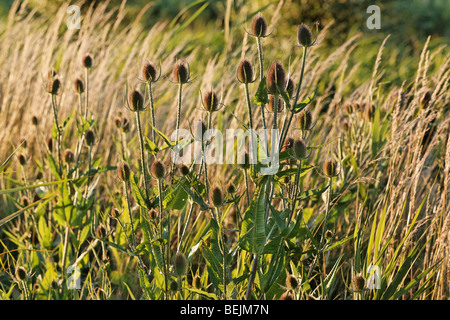 Gemeinsamen Karde (Dipsacus Fullonum), Belgien Stockfoto