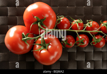 Rote große und kleine Cherry-Tomaten Zweig Größen vergleichen Stockfoto