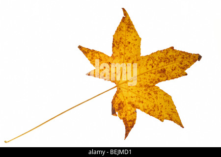 Amerikanisches Sweetgum / Redgum (Liquidambar Styraciflua) Blatt in herbstlichen Farben, die in Nordamerika beheimatet Stockfoto