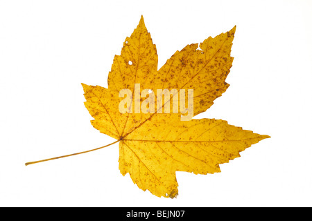 Ahorn (Acer Pseudoplatanus) Ahornblatt in herbstlichen Farben auf weißem Hintergrund Stockfoto
