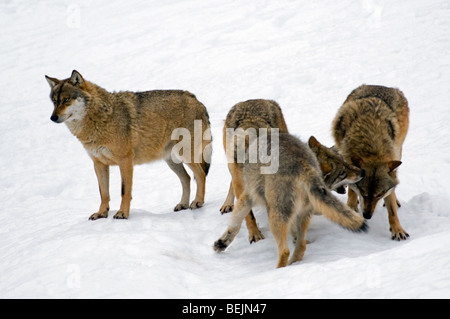 Packung mit europäischer Grauwolf (Canis Lupus) im Schnee im Winter zeigen Dominanz durch beißende untergeordnete Mitglied im Nacken Stockfoto