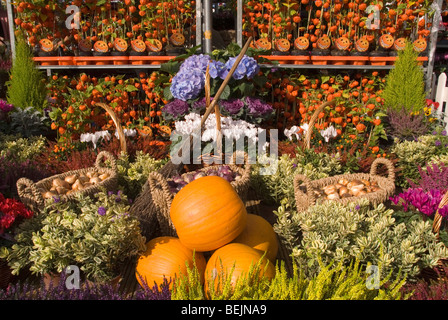 Eine bunte Anzeige von Blumen und Gemüse im Herbst Garten Malvern, Worcestershire anzeigen Stockfoto