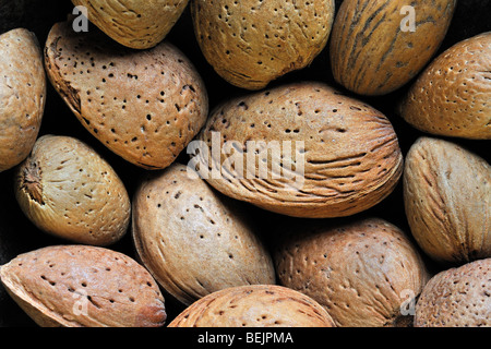 Ungeschälte Mandeln Nüssen geerntet (Prunus Dulcis / Prunus Amygdalus) in der Schale Stockfoto