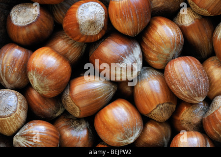 Haselnüsse von gemeinsamen Hasel (Corylus Avellana) im Herbst geerntet Stockfoto