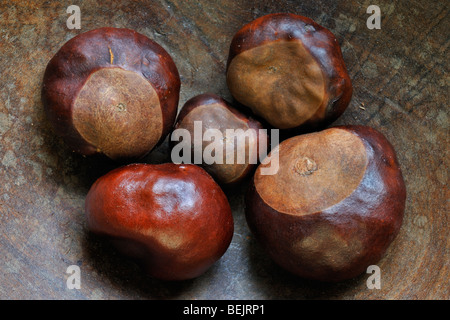 Gemeinsamen Rosskastanie Muttern / Conkers (Aesculus Hippocastanum) im Herbst geerntet und in Holzschale angezeigt Stockfoto