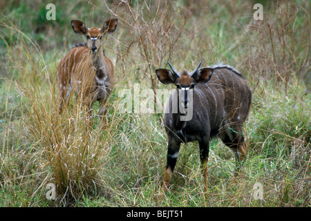 Nyala (Nyala Angasii / Tragelaphus Angasii) weibliche und junge männliche im Busch, Krüger Nationalpark, Südafrika Stockfoto