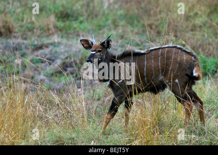 Nyala (Nyala Angasii / Tragelaphus Angasii) junger Mann mit kleinen Hörnern im Busch, Krüger Nationalpark, Südafrika Stockfoto