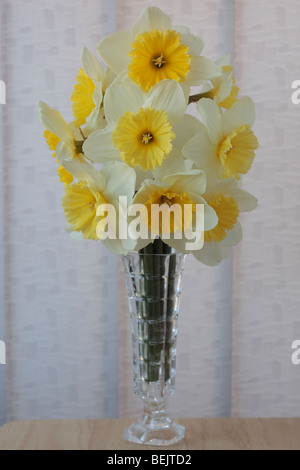 Narcissus 'Ice Follies' (Narzisse) Div.2 große schalenförmige Blumenstrauß in einer Vase. Stockfoto