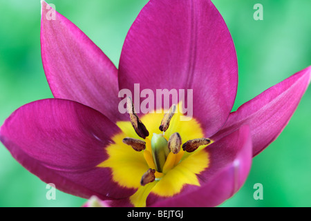 Tulipa Humilis "Persische Perle" (Tulip) sonstige Gruppe Stockfoto