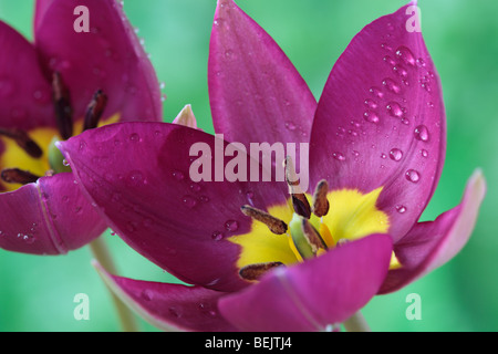 Tulipa Humilis "Persische Perle" (Tulip) sonstige Gruppe Stockfoto