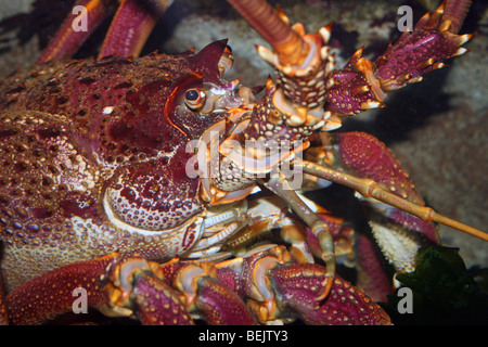 West Coast Rock Lobster Jasus Lalandii genommen im Two Oceans Aquarium, Kapstadt, Südafrika Stockfoto