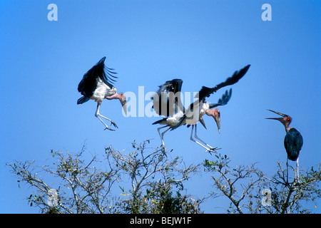 Herde der Störche Marabu (Leptoptilos Crumeniferus) Landung in Baumkrone im Kruger National Park, Südafrika Stockfoto