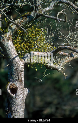 Mistel (Viscum Album), Hemi-parasitäre Strauch wächst am Baum im Frühling Stockfoto